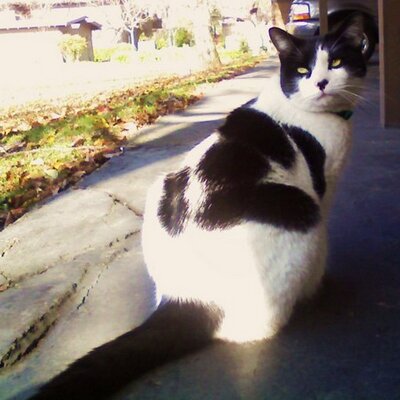 Profile Picture of Matt Kawamura (@photomatt56) on Twitter