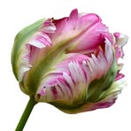 Cordus Bailey - Facebook Profile Picture of Cordus Bailey (@cordus.bailey.75) on Facebook