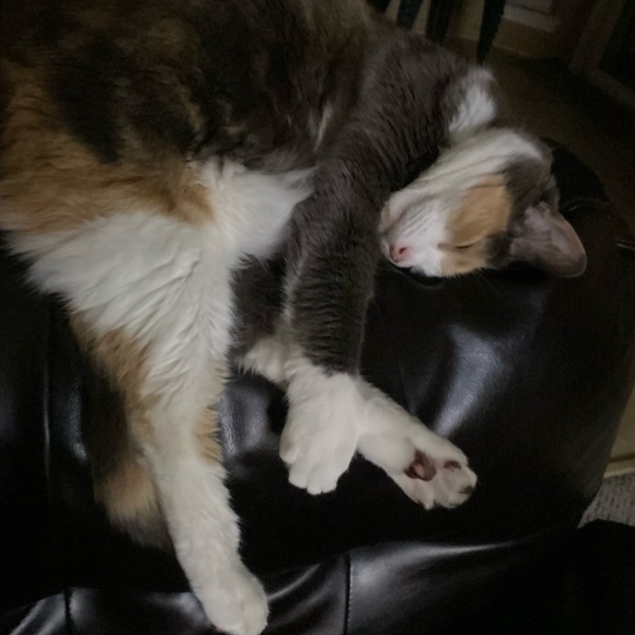 Profile Picture of Zahrah Qureshi (@zqcats14) on Poshmark