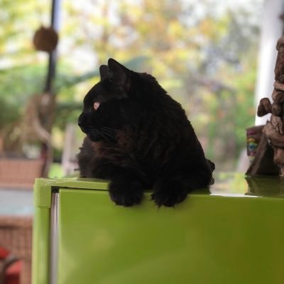 Profile Picture of Amanda Badger (@kittybadger) on Twitter