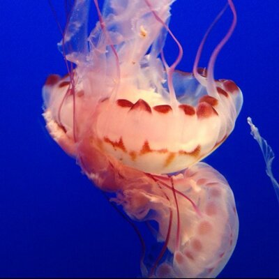 Profile Picture of Heather Bitsoi (@bitsoih) on Twitter