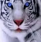 Profile Picture of Lioness Gregory Mars (@franko.maslar.3) on Facebook