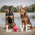 Profile Picture of Kim Boudreau (@anml_fxr) on Instagram