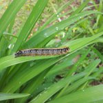 Profile Picture of Steven Carlson (@cooluminga) on Instagram