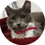 Profile Picture of Tori The Kitten (@tori.darling.kitten) on Instagram