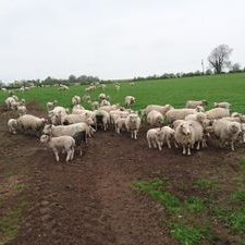 Profile Picture of Gary Hayes 🐏 (@gazahayes85) on Twitter