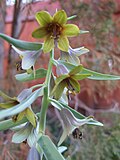 Profile Picture of Fritillaria sewerzowiion Wikipedia
