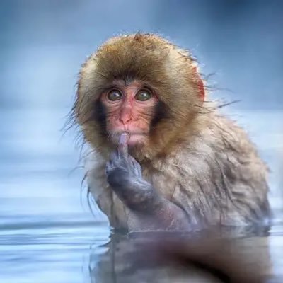 Profile Picture of Eugene Gu (@EugeneGu6) on Twitter