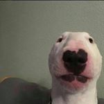 Profile Picture of kylepisani (@kylepisani) on Instagram