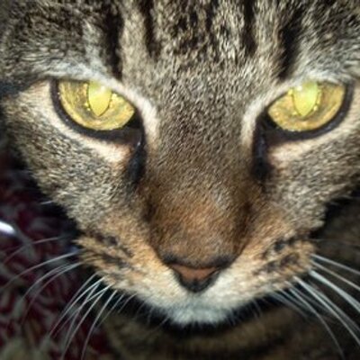 Profile Picture of Eileen Keller (@phandrus) on Twitter