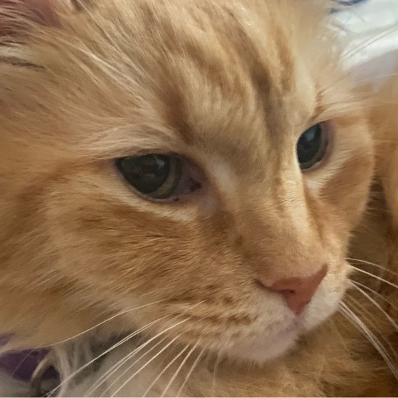 Profile Picture of Ming Ming (@agnezzeventura) on Poshmark