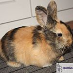 Profile Picture of Nathaniel (@rabbit_consult) on Instagram