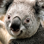 Profile Picture of Bradley Dunne (@bradleydunne4617) on Youtube