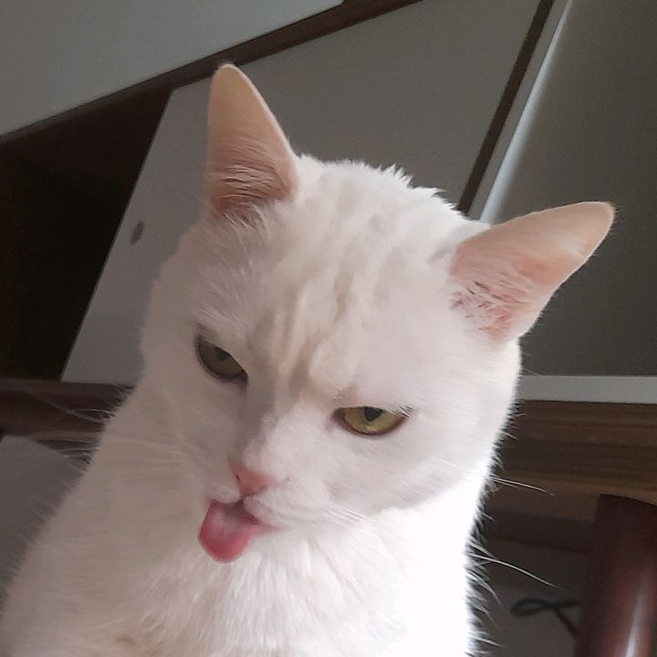 Profile Picture of joerggio (@joerggio) on Tiktok