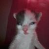 Profile Picture of   Vincent (@vinjendie) TikTok... (@vinjendie) on Tiktok