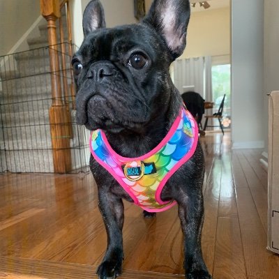 Profile Picture of David Licht (@Davidlicht5) on Twitter
