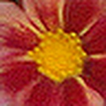 Marcia Bezerra - Flickr Profile Picture of Marcia Bezerra (@marcia zillmann) on Flickr