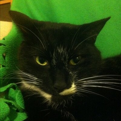 Profile Picture of George McKitty (@ForlornFalou) on Twitter