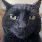 Profile Picture of Colin Shea (@colin_shea) on Instagram