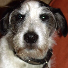 Profile Picture of David Ramshaw (@DavidRamshaw) on Twitter