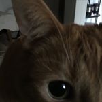 Profile Picture of Chris (@wholeyfluck) on Instagram