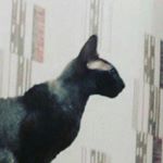 Profile Picture of Антон Кузнецов (@a.kuznetsoff) on Instagram