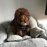 Profile Picture of Jason Budge (@budgiedad) on Instagram