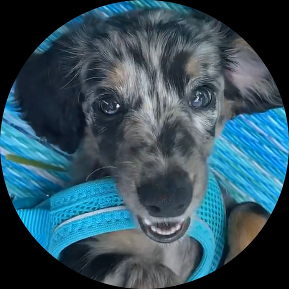 Profile Picture of James Albus (@jamesalbus) on Poshmark