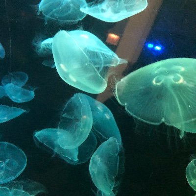 Profile Picture of Estrella (@RubyL15) on Twitter