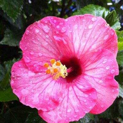 Profile Picture of Janet L. Cunningham (@JLCham) on Twitter