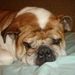 Profile Picture of Lisa Bauer (@dogsrmylife123) on Pinterest