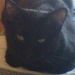 Profile Picture of Kitti Thomas (@kittithomas) on Pinterest