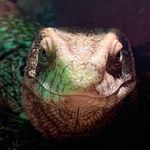 Profile Picture of Peter and Boris (@peter_and_boris) on Instagram