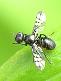 Profile Picture of Herina (fly)on Wikipedia