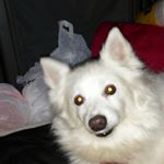 Profile Picture of Steven Longstreet (@starstre333) on Instagram