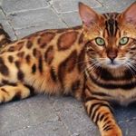 Profile Picture of Carlos Jaffer (@carlos.jaffer.54) on Instagram