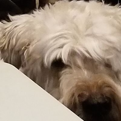 Profile Picture of Kevin Bittman (@BitsyKevin) on Twitter