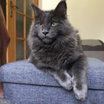 Profile Picture of MaineCoon Kevin (@maine_coon_kevin) on Instagram