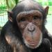 Profile Picture of Pamela Troglodytes (@dawnofthebiped) on Pinterest