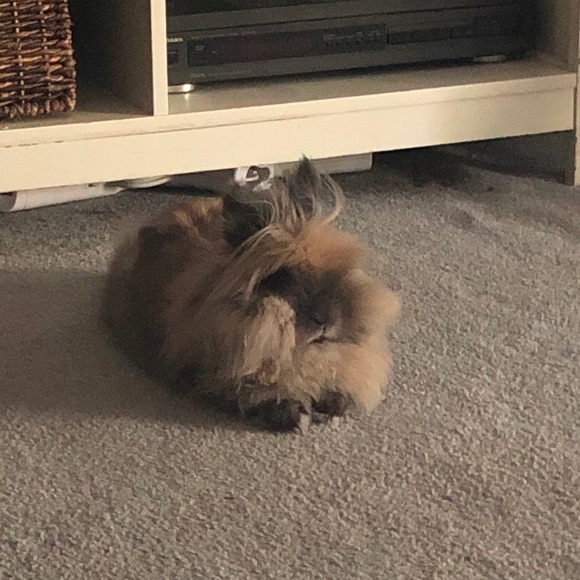 Profile Picture of Shelly Lindsey (@shelly_lindsey) on Poshmark