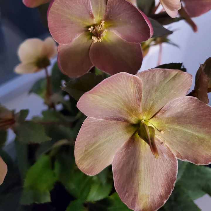 Profile Picture of Angie Strohkirch (@ng_478) on Tiktok
