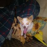 Profile Picture of Jacob Sansom (@sansomjacob) on Instagram