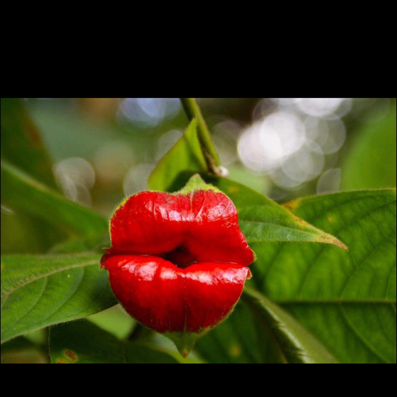 Profile Picture of Deborah Contizano (@dborah) on Poshmark