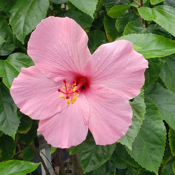 Profile Picture of Dawn Schlabach (@schlabach19) on Poshmark