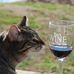 Profile Picture of Joel Wine (@grapeguy123) on Facebook