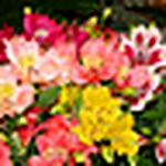 Profile Picture of Wajahat M. Khan (@wajahat.khan) on Flickr