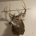 Profile Picture of Tyler Scherf (@tyler.scherf.3158) on Facebook