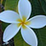 Jasmine Owens - Flickr Profile Picture of Jasmine Owens (@jasmineowens) on Flickr