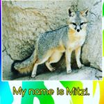 Profile Picture of Mitzi the Fox (@mitzithegreyfox) on Instagram