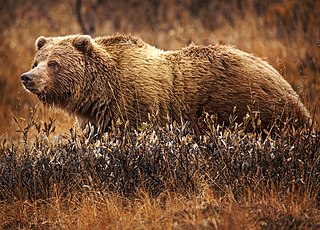 Profile Picture of Grizzly bearon Wikipedia